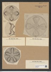 Aulacodiscus petersii Ehr. (de-Toni-Nr.: Genus 182, Species 4544) Zeichnungen Sammlung Grunow Nr. 8146 (NHMW-BOT-W0377504)